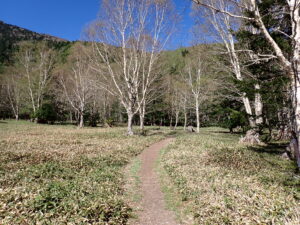 新緑の白樺林を抜ける一本の細い山道